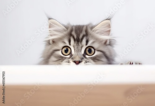Adorable British Longhair Kitten Peeking Out from Behind White Table with Copy Space, Isolated on White Background. Generative AI. © bomoge.pl