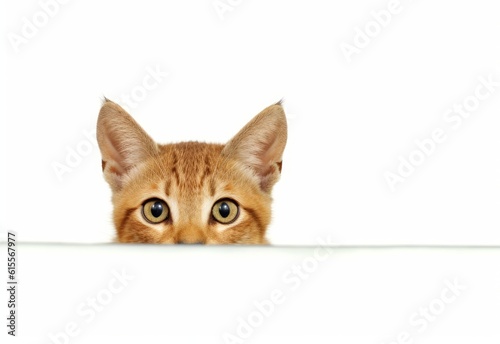 Adorable Chausie Kitten Peeking Out from Behind White Table with Copy Space, Isolated on White Background. Generative AI.