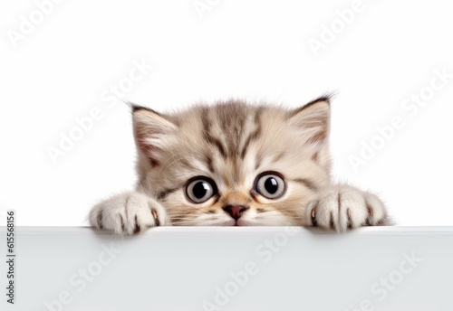 Adorable Exotic Shorthair Kitten Peeking Out from Behind White Table with Copy Space, Isolated on White Background. Generative AI.