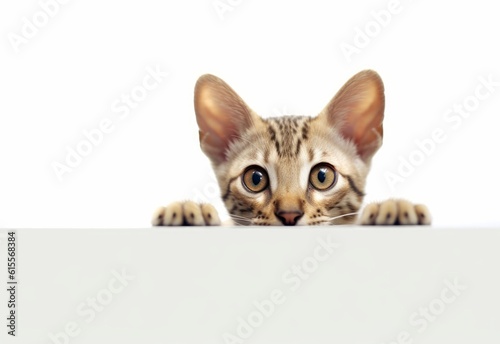 Adorable Ocicat-Siamese Kitten Peeking Out from Behind White Table with Copy Space, Isolated on White Background. Generative AI.