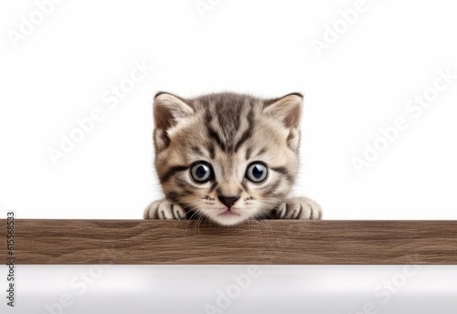 Adorable Scottish Fold-Siamese Kitten Peeking Out from Behind White Table with Copy Space, Isolated on White Background. Generative AI.