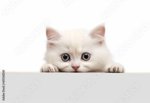 Adorable Russian White Kitten Peeking Out from Behind White Table with Copy Space, Isolated on White Background. Generative AI.