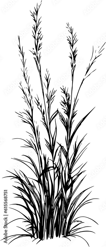 Grass Illustration Grass Illustration