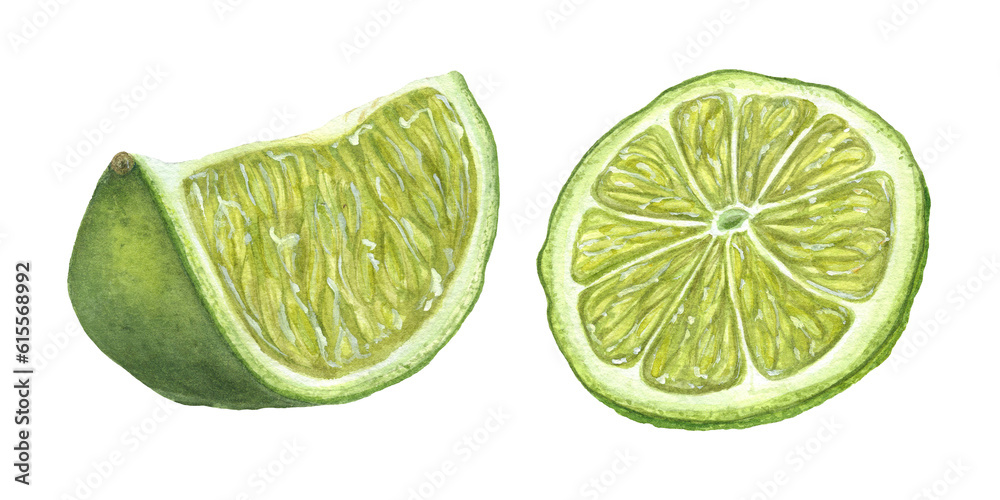 Lime slices isolated on transparent background. Perfect for classic mocktail decoration. Watercolor illustration of Citrus fruit for menu, cocktail party, flyer, greetings.