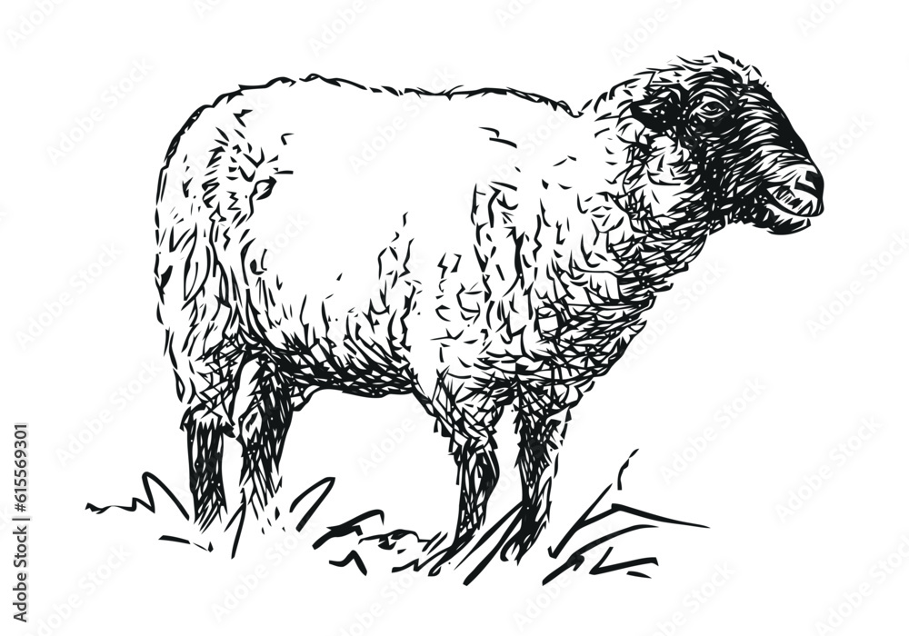 sheep - farm animal, hand drawn illustration sheep - farm animal, hand drawn illustration