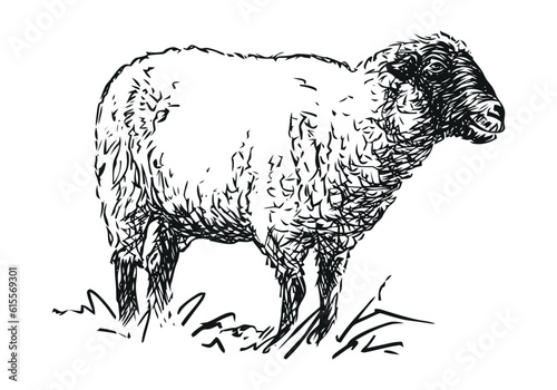 sheep - farm animal, hand drawn illustration