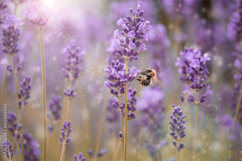 Obraz premium Lavender and bee