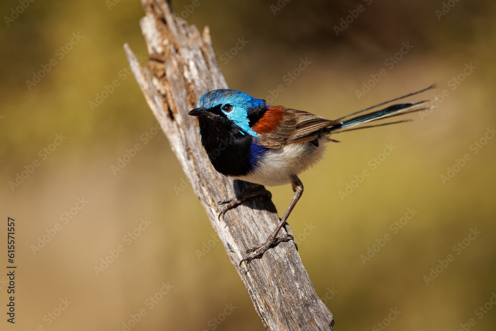 Naklejka premium Purple-backed Fairywren - Malurus assimilis bird native to Australia, brightly coloured breeding male has chestnut shoulders and azure crown and females and juveniles have grey-brown plumage