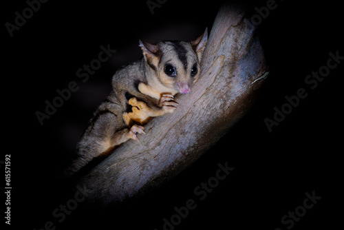 Slika na platnu Squirrel Glider - Petaurus norfolcensis nocturnal gliding possum, wrist-winged g