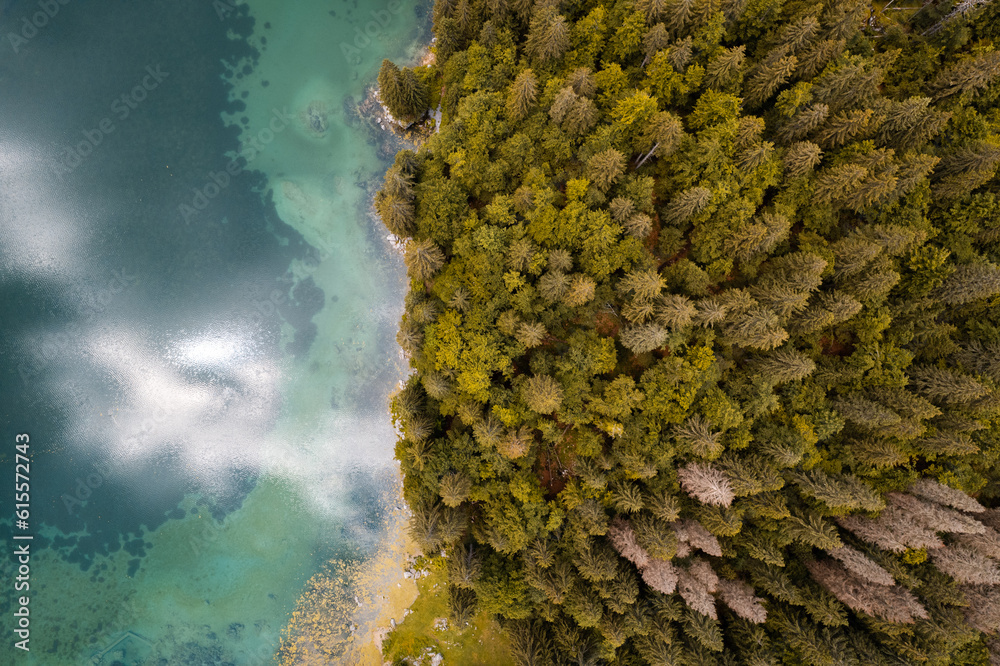 Pine tree forest at lake in fall. Fusine Lake in Italy. Aerial drone view