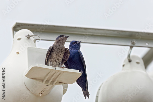 The purple martin (Progne subis), a couple of birds, male and female  sitting on edge of nest box photo