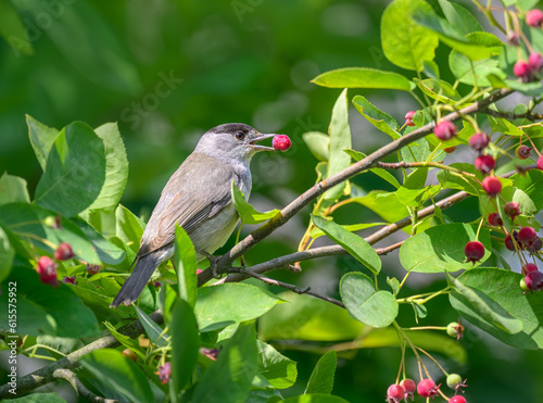 An Eurasian blackcap, Sylvia atricapilla, adult male eating a red berry from a shadbush, Amelanchier, a top bird attracting plant, Germany in early summer  photo