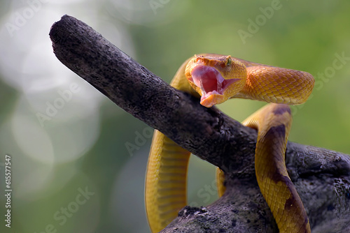 Flat nose pit viper on a tree branch © DS light photography