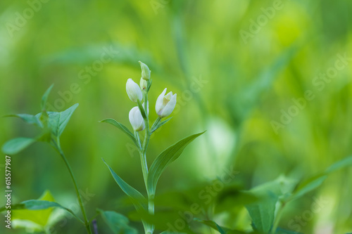 Beautiful wild orchid White Okrotice - Cephalanthera damasonium in a meadow. Nice bokeh in the background.