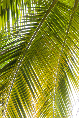   rbol de palma verde tropical