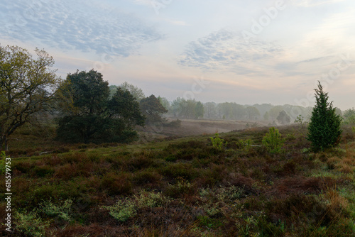 Heather landscape on a foggy morning © Cor