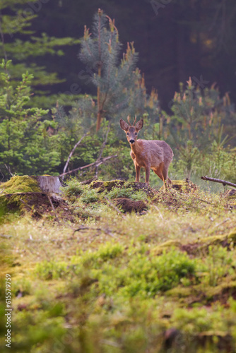 Fototapeta Naklejka Na Ścianę i Meble -  Young roebuck standing in an open part of the forest