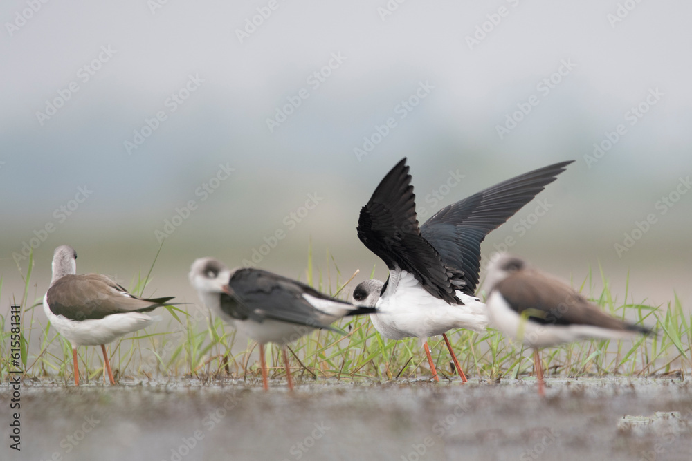 Obraz premium The black-winged stilt is a widely-distributed, very long-legged wader in the avocet and stilt family Recurvirostridae