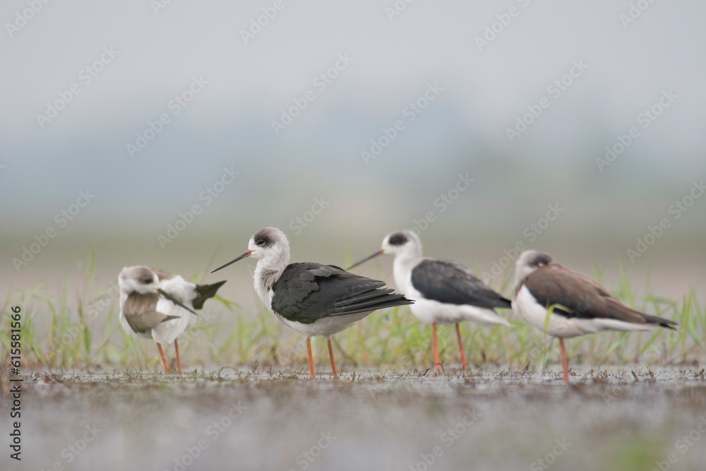 The black-winged stilt is a widely-distributed, very long-legged wader in the avocet and stilt family Recurvirostridae The black-winged stilt is a widely-distributed, very long-legged wader in the avocet and stilt family Recurvirostridae