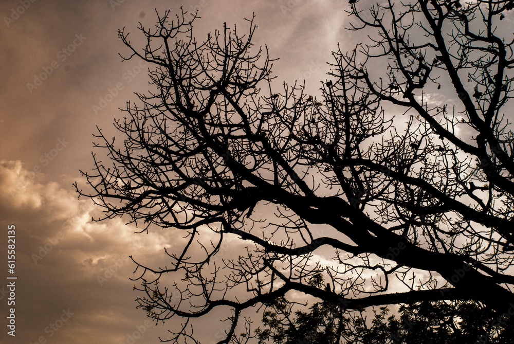silhouette of a tree in the sunset silhouette of a tree in the sunset