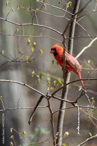 Male northern cardinal perched on  the branch of small tree with neew leaf buds © George Schmiesing