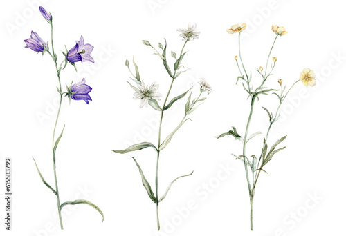 clipart of meadow and forest flowers watercolor. Campanula patula  little bell  bluebell  rapunzel. Rabelera holostea  stellaria. buttercup  Ranunculus acris  sitfast  spearworts or water crowfoots
