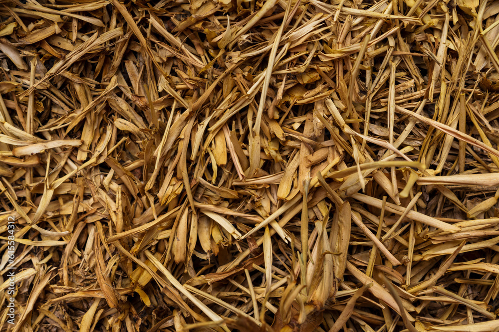 Textura de pasto seco amarillo con tierra agrupado, se utiliza luz natural, fue tomada durante la tarde. Textura de pasto seco amarillo con tierra agrupado, se utiliza luz natural, fue tomada durante la tarde.