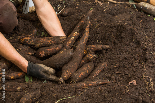 Manihot esculenta - Farmer hands harvesting cassava on the ground