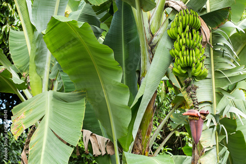 Musa x paradisiaca - Bunch of green and unripe bananas in agricultural plantation photo