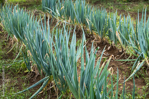 Allium fistulosum - Organic cultivation of long onion in Colombian agricultural farm photo
