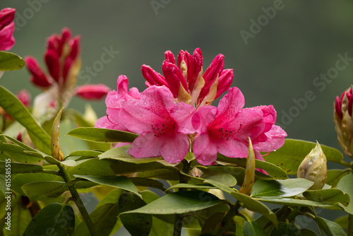 Beautiful isolated closeup of Indian Azalea bloom and water drops on the leaves