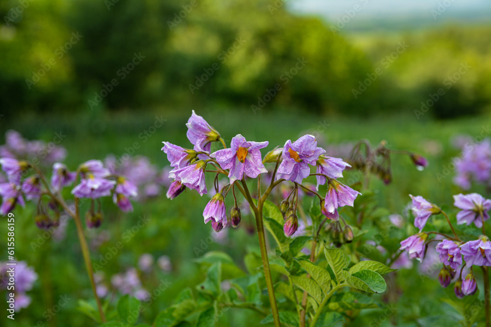 potato plants bloom in the garden. potato plants bloom in the garden.