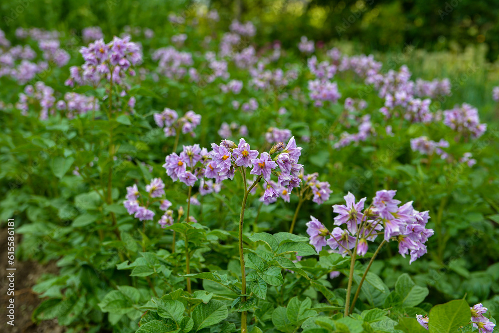 potato plants bloom in the garden. potato plants bloom in the garden.