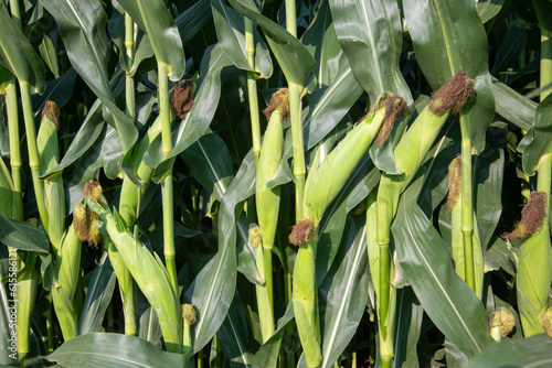 Corn harvest approaching in the cornfield