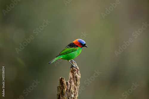 Colorful bird on blurred background. Red-necked tanager (Tangara cyanocephala) 