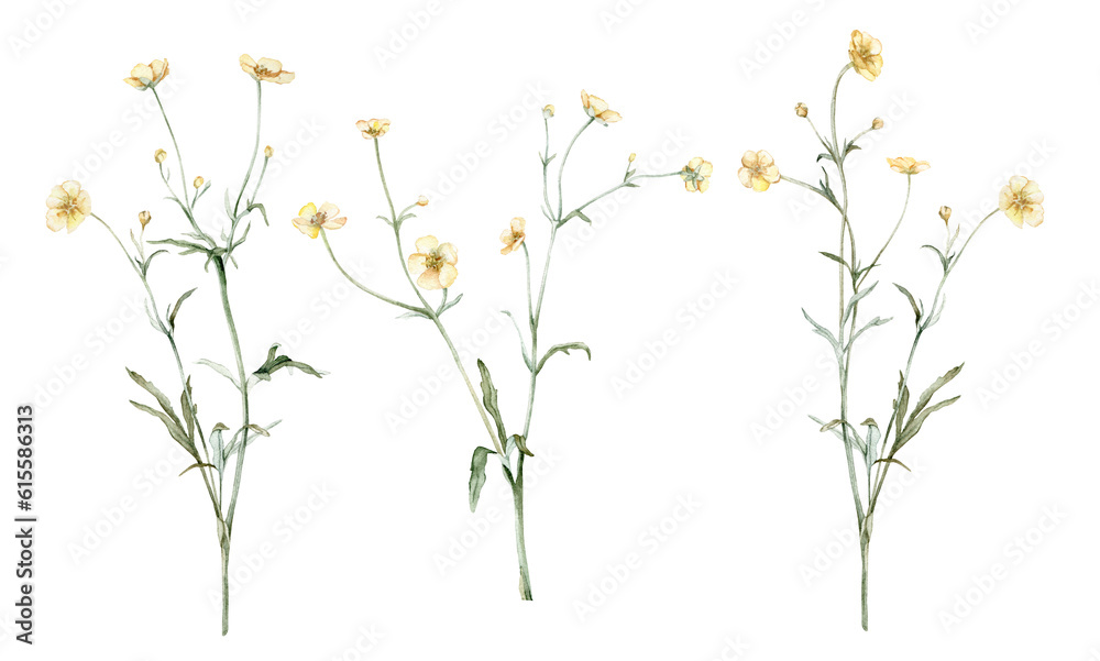 Set of the yellow flower meadow buttercup known as Ranunculus acris, sitfast, spearworts or water crowfoots. Watercolor hand drawn painting illustration isolated on white background.