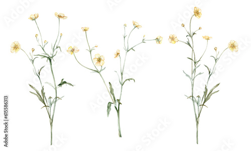 Fototapeta Naklejka Na Ścianę i Meble -  Set of the yellow flower meadow buttercup known as Ranunculus acris, sitfast, spearworts or water crowfoots. Watercolor hand drawn painting illustration isolated on white background.
