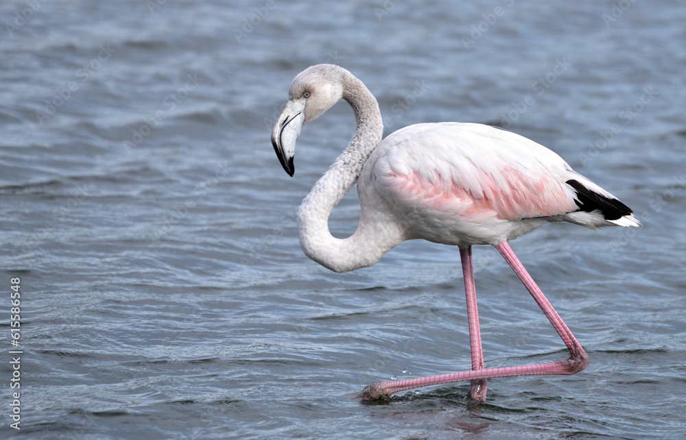 Flamingo water bird, Phoenicopterus roseus in the pond