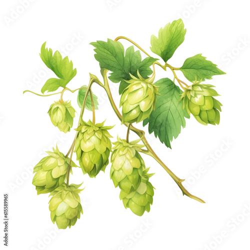 Watercolor illusration of hops vine isolated on white background photo