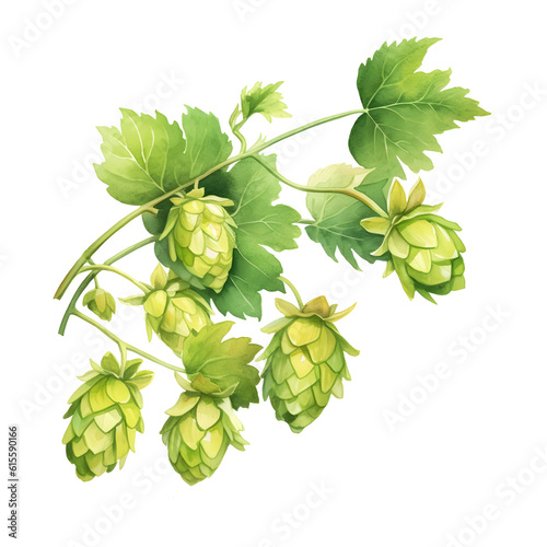 Watercolor illusration of hops vine isolated on white background