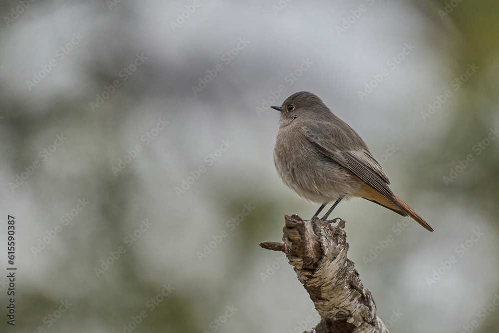 The black redstart female on the branch The black redstart female on the branch