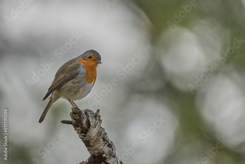 the european robin posing on his branch © ezequiel