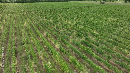 Aerial flight over beautiful vineyard landscape in Napareuli, Georgia photo