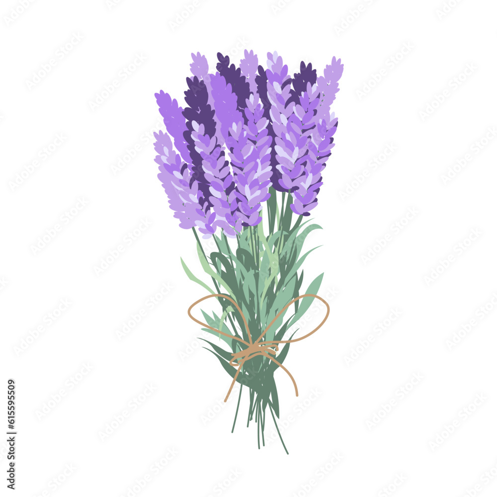 Fototapeta premium Lavender bouquet. Harvesting lavender.