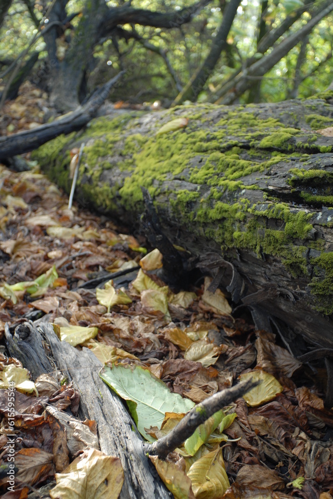 Forest Branch with Green Moss