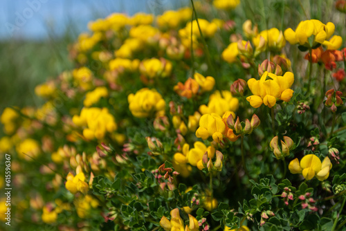 Birds foot trefoil (lotus corniculatus) flowers in bloom