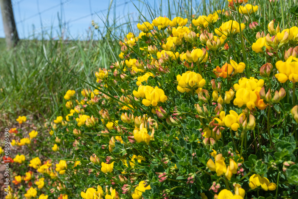 Obraz premium Birds foot trefoil (lotus corniculatus) flowers in bloom