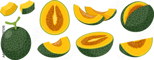 Set of dark green cantaloupe melons. Vector illustration of whole melon and melons cut into pieces and slices. Isolated on white background.