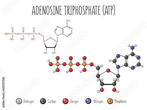 Adenosine triphosphate, ATP, molecular structure. skeletal formula and 3d flat structure illustration isolated on white background