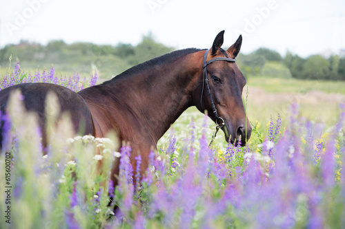 Fototapeta Naklejka Na Ścianę i Meble -  portrait of beaitiful bay Akhalteke stallion posing around lilac  flowers in meadow.  cloudy day